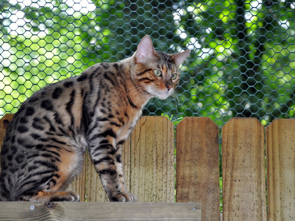 Грустный бенгальский кот