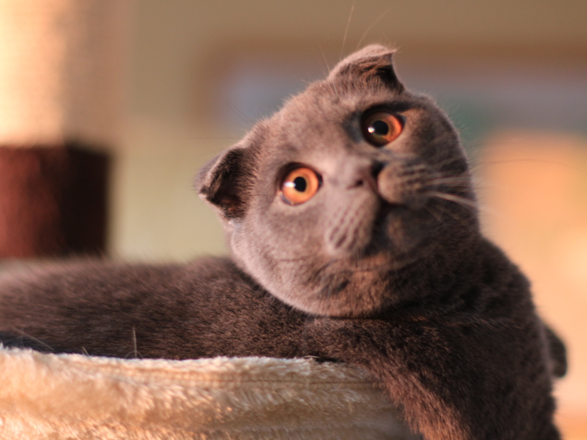 Шотландский вислоухий кот с карими глазами