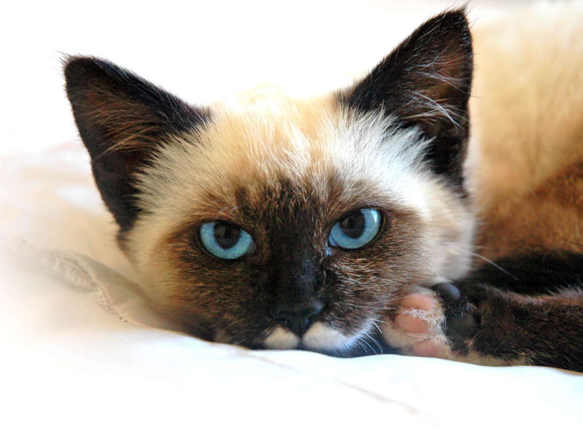 Сиамский кот устал