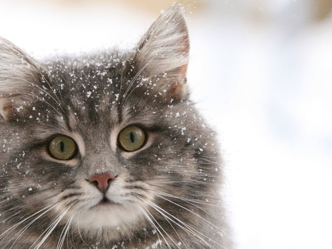 Сибирский кот в снегу