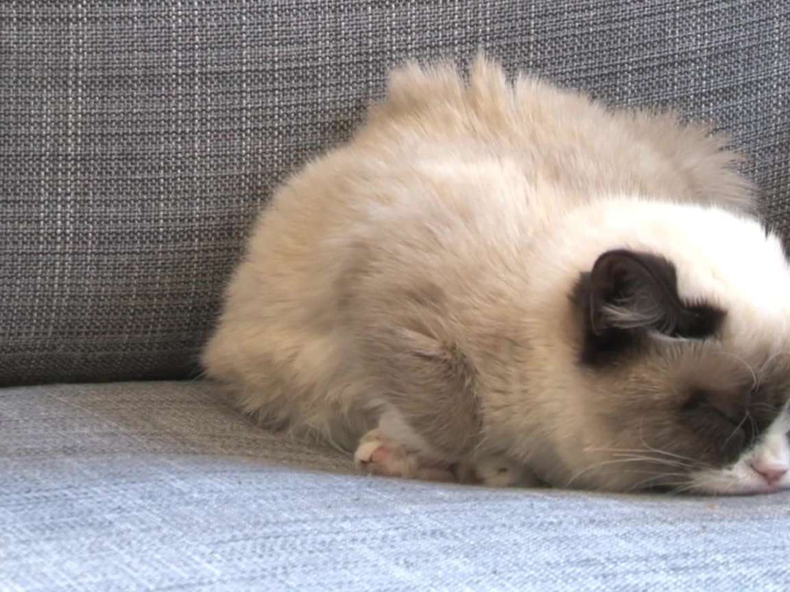 Спящий недовольный кот