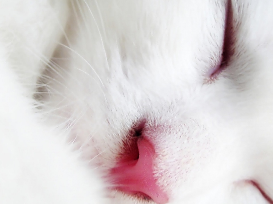 Спящий белый кот крупным планом