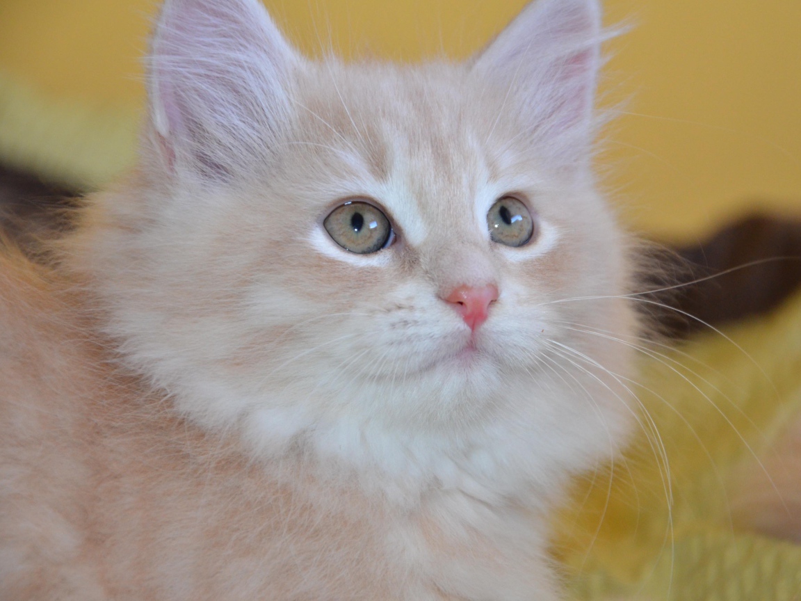 Маленький красивый сибирский кот крупным планом