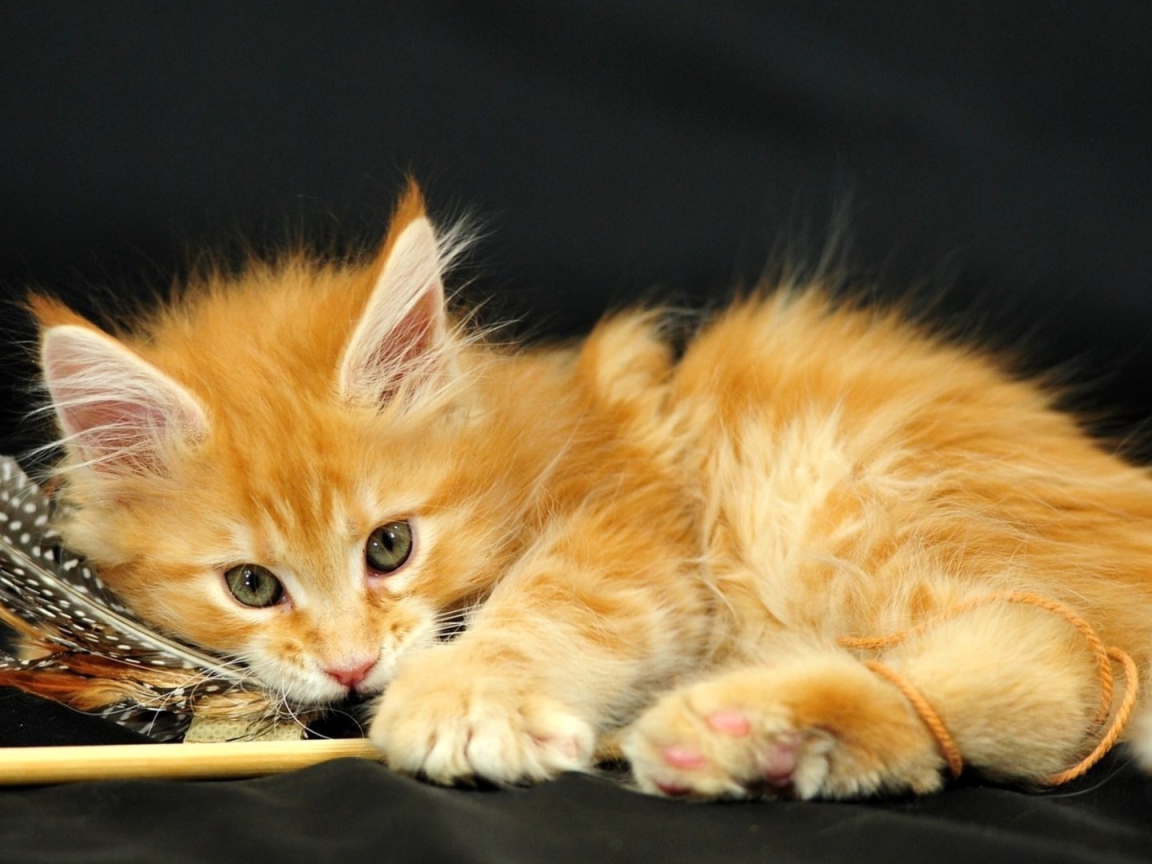 Маленький красивый рыжий кот и перо