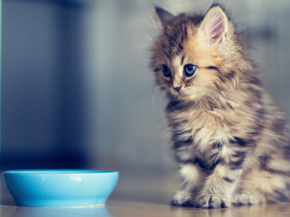 Маленький кот просит молока