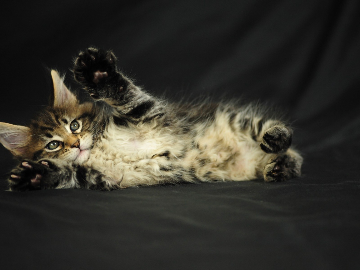 Маленький игривый кот мейн-кун на чёрном фоне