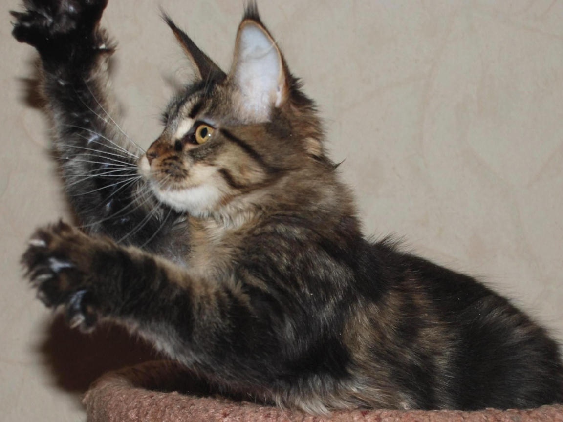 Маленький игривый кот мейн-кун