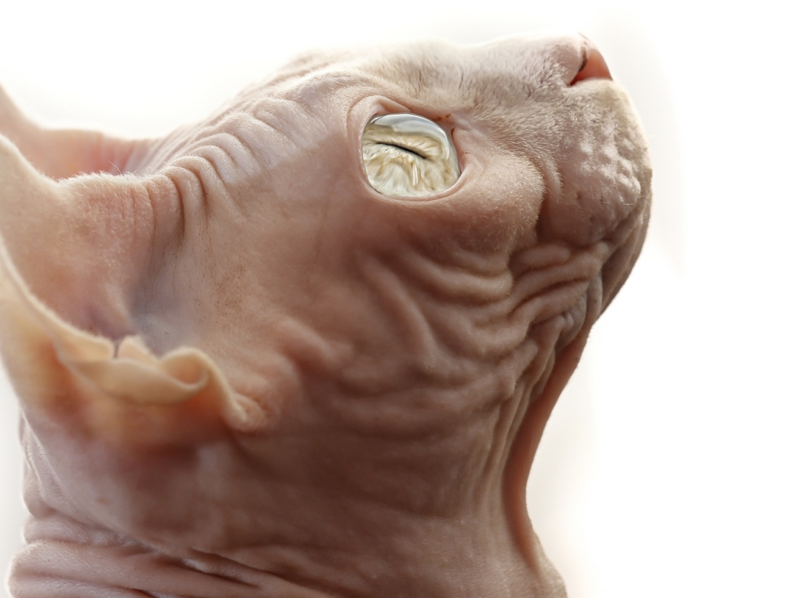 Кот сфинкс на белом фоне