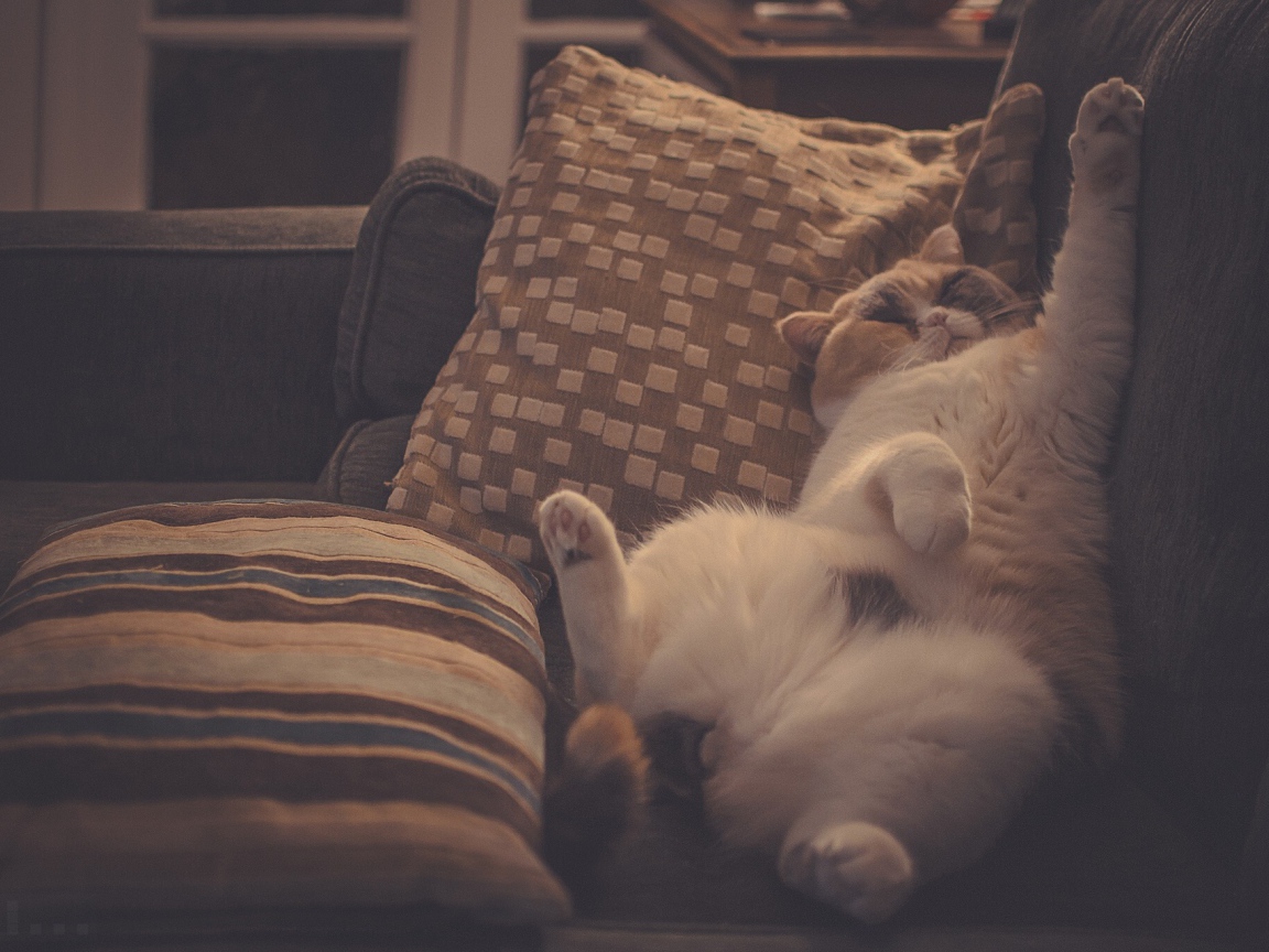 Кот в подушках