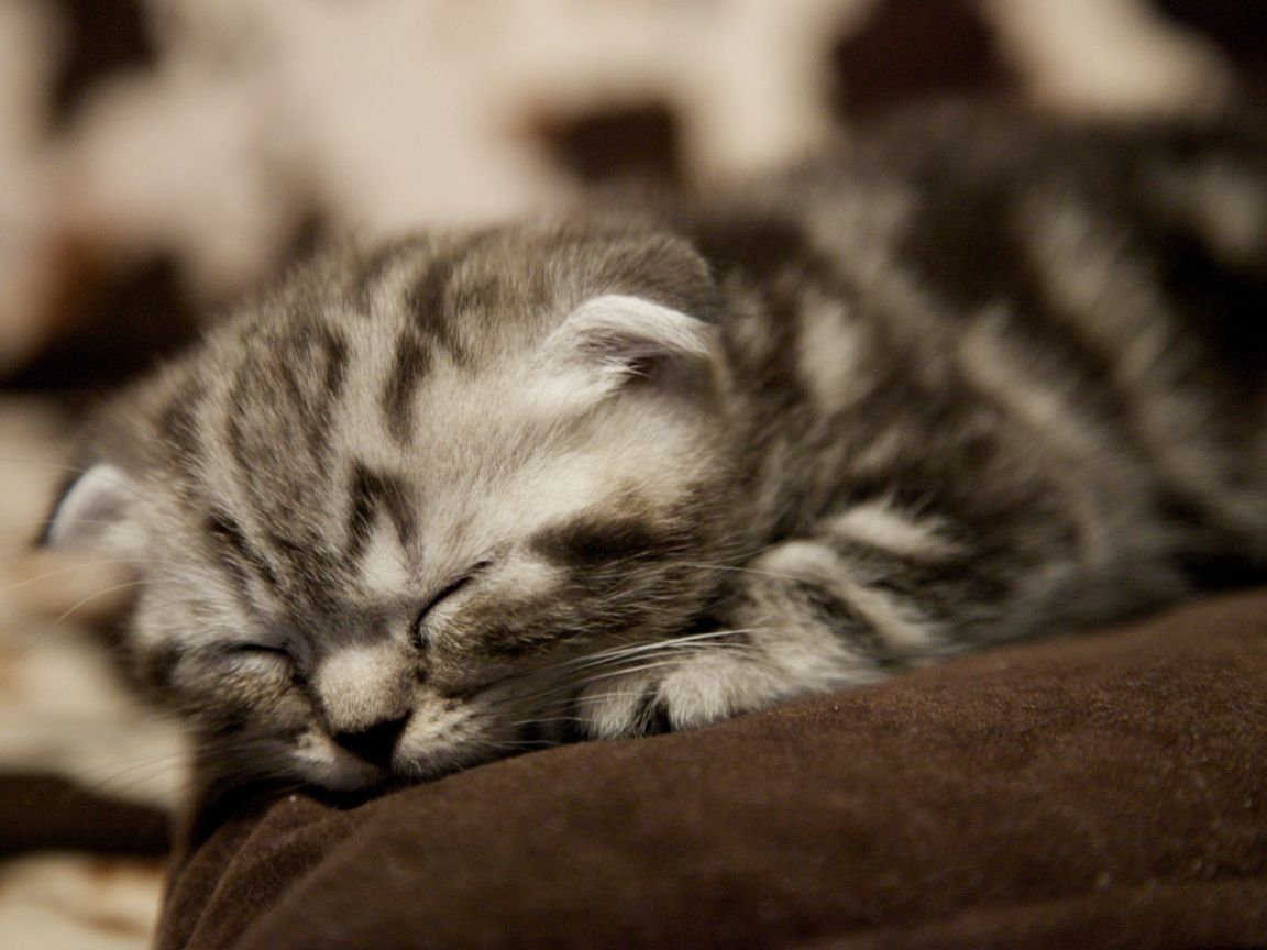 Совсем маленький шотландский вислоухий кот спит