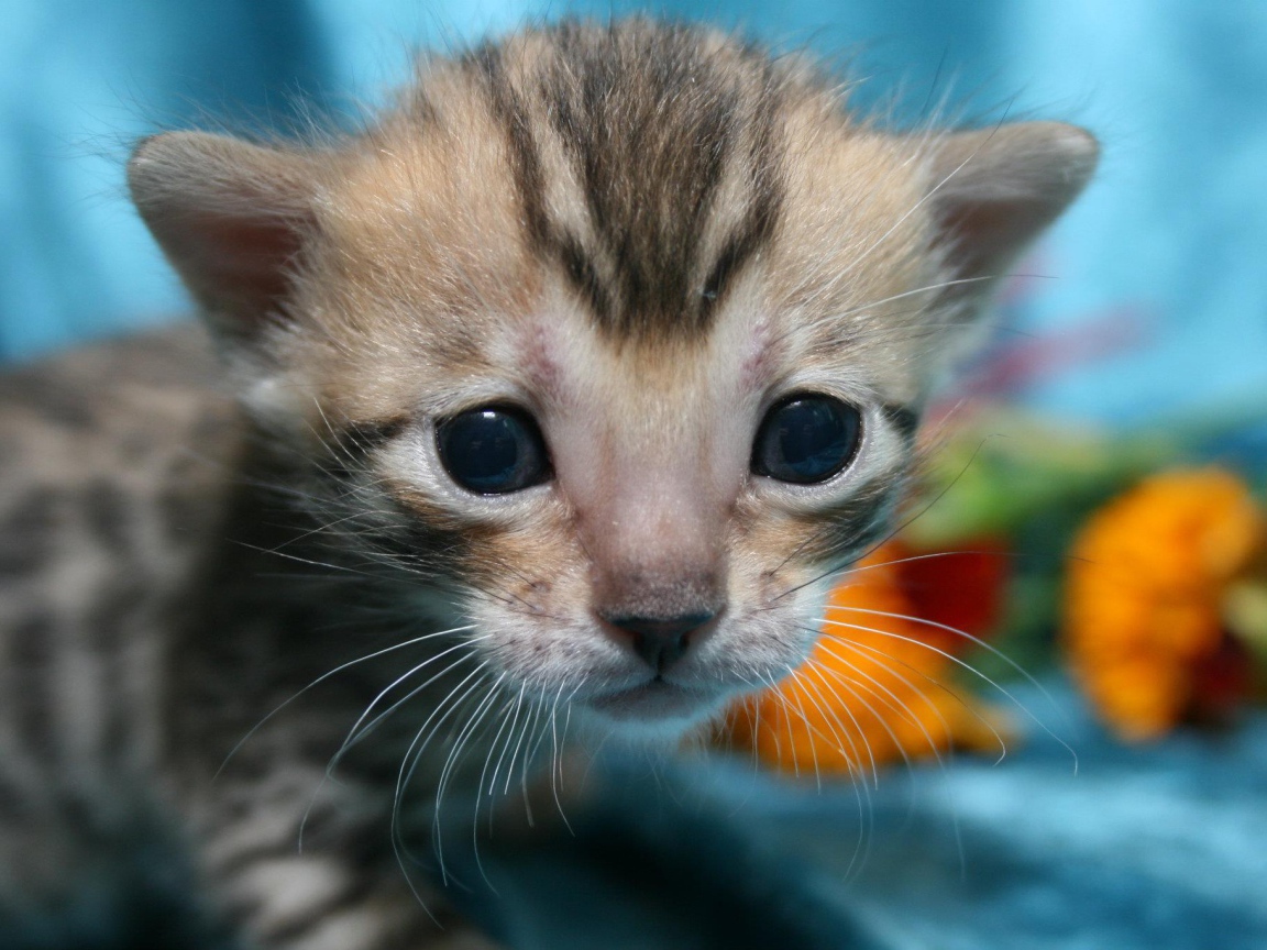 Совсем маленький серебристый бенгальский кот