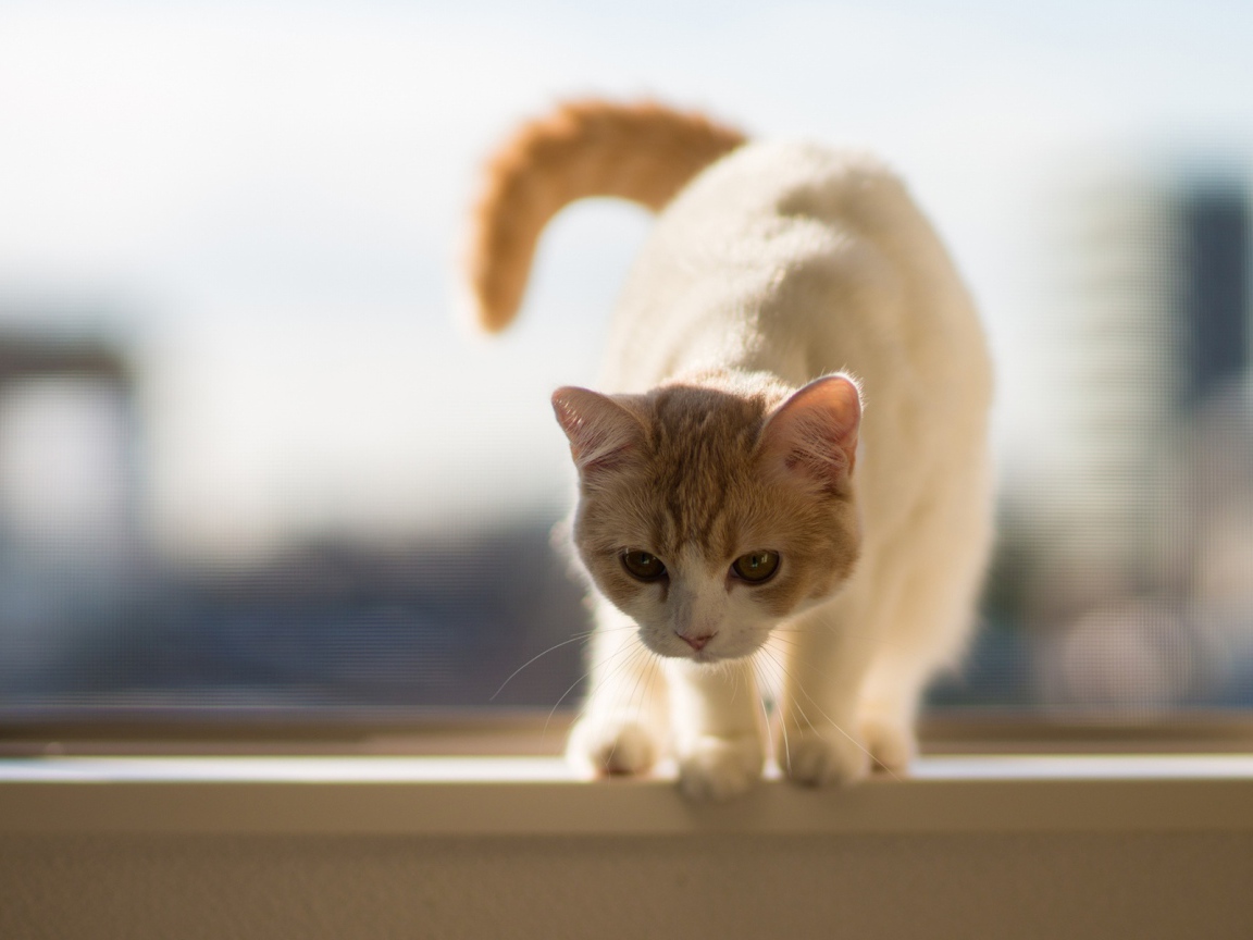 Бело-рыжий кот собирается прыгать