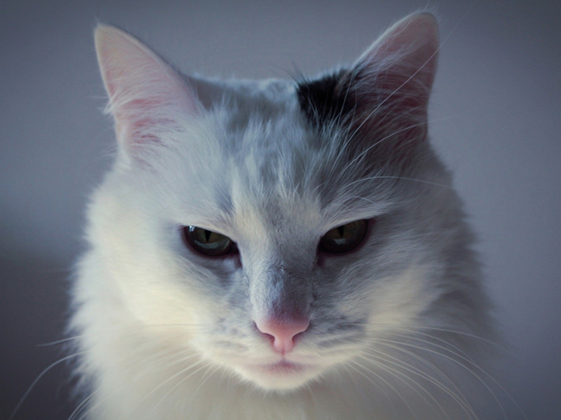 Белый кот с чёрным пятном