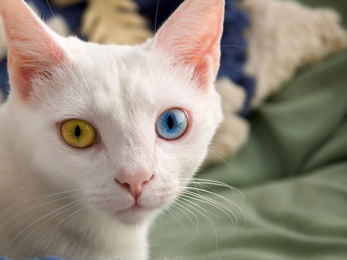 White cat with beautiful eyes