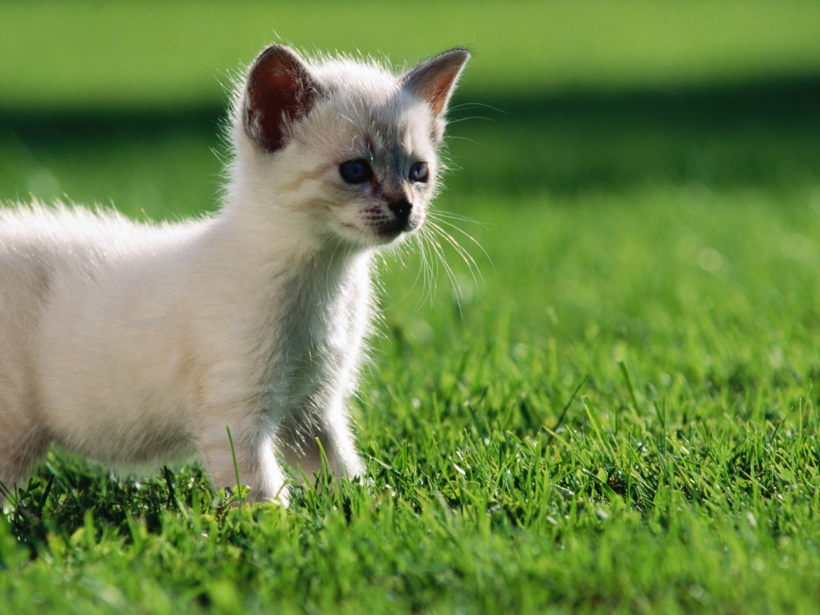 Белый котенок гуляет по газону