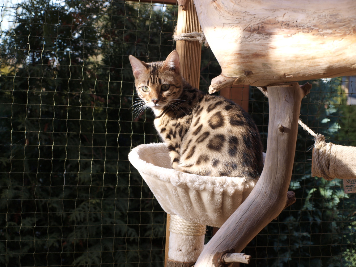 Молодой бенгальский кот