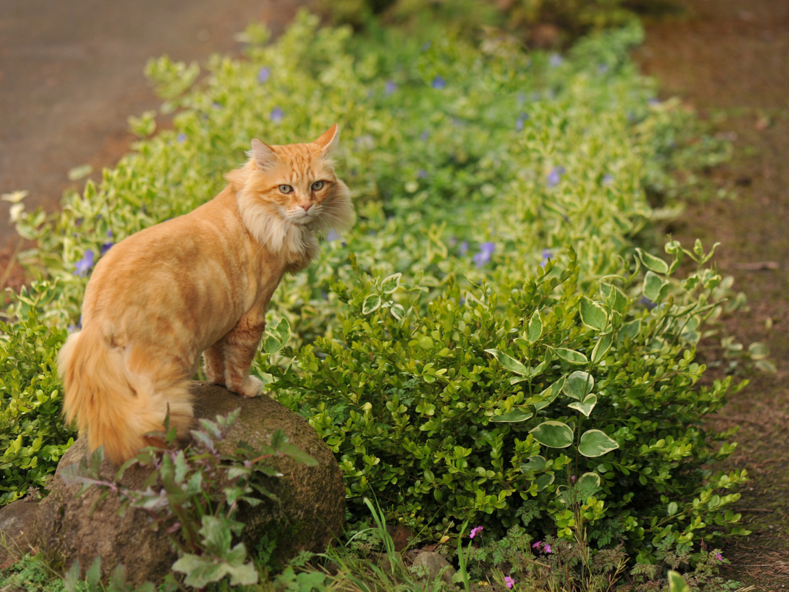 Рыжий красивый кот на камне