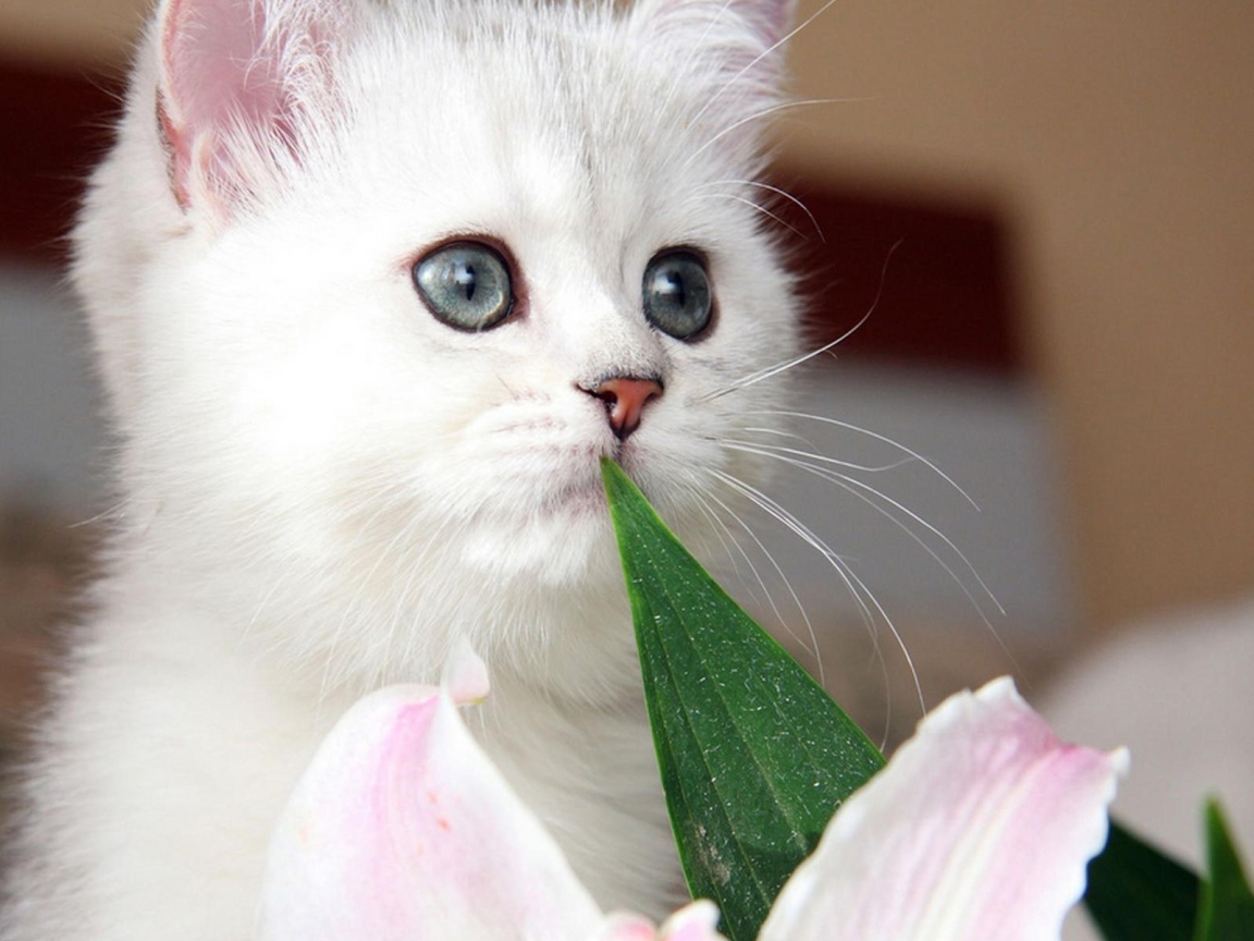 Красивый котёнок с серыми глазами и цветок