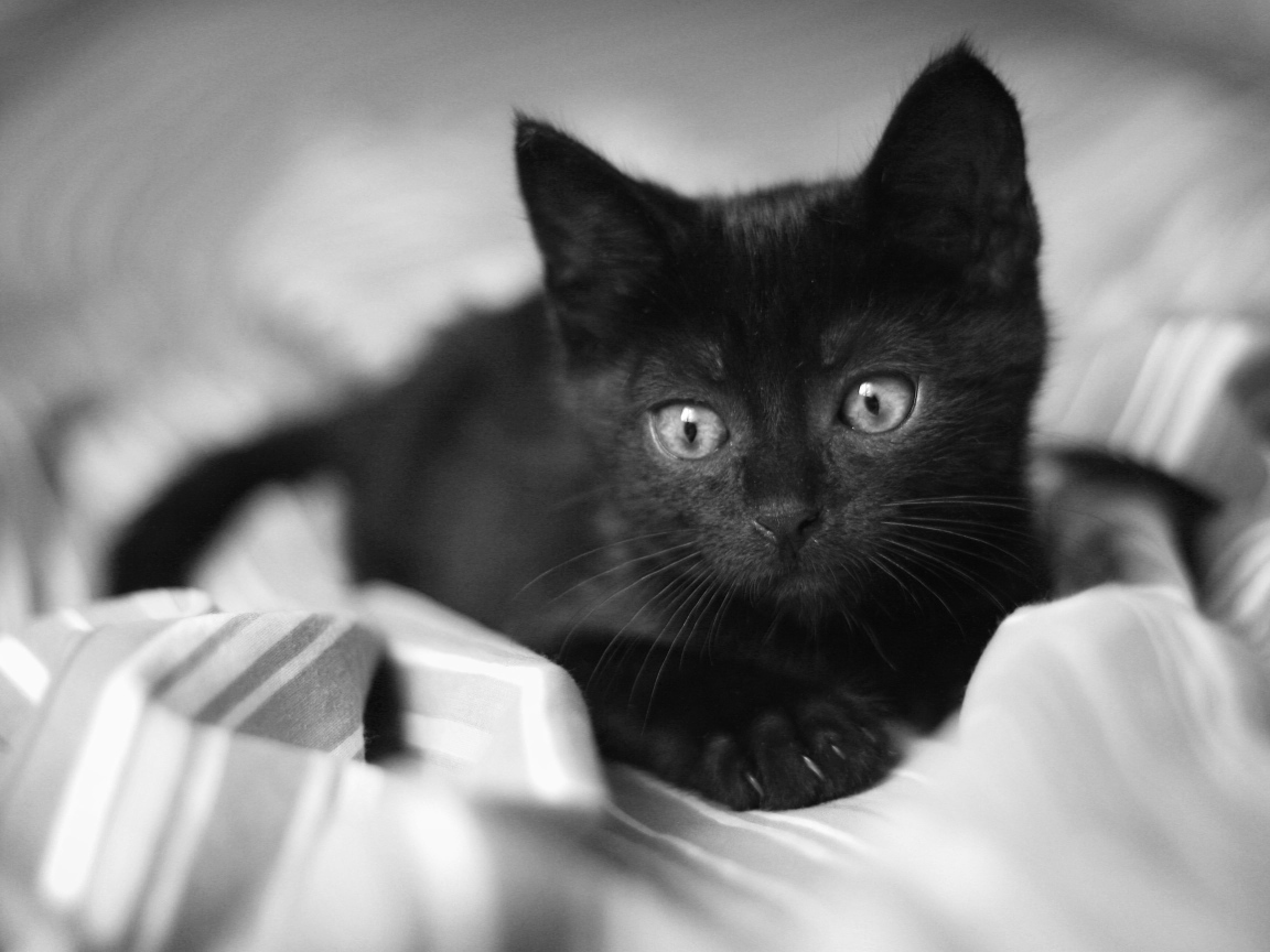 Красивый маленький чёрный кот лежит на постели