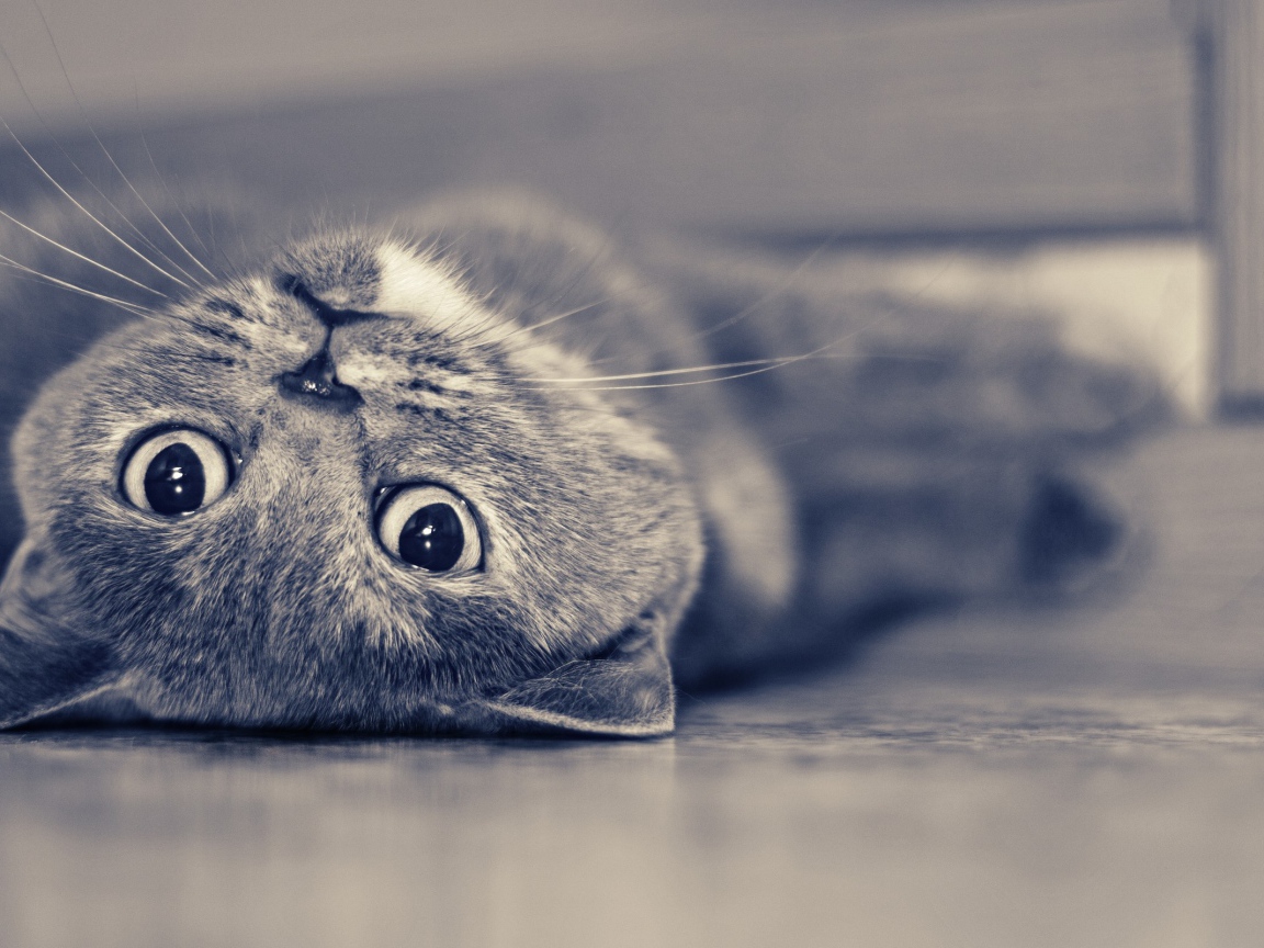 Красивый усатый кот развалился