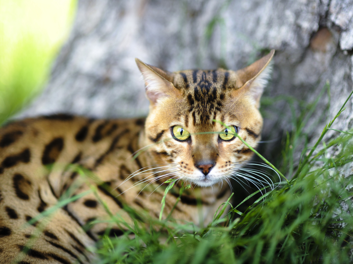 Бенгальский кот возле дерева