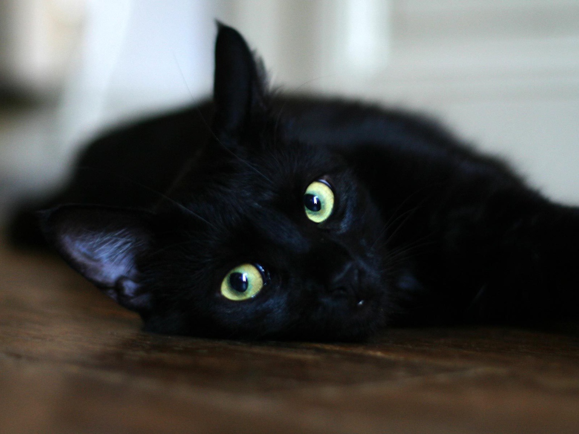 Чёрный кот отдыхает на полу