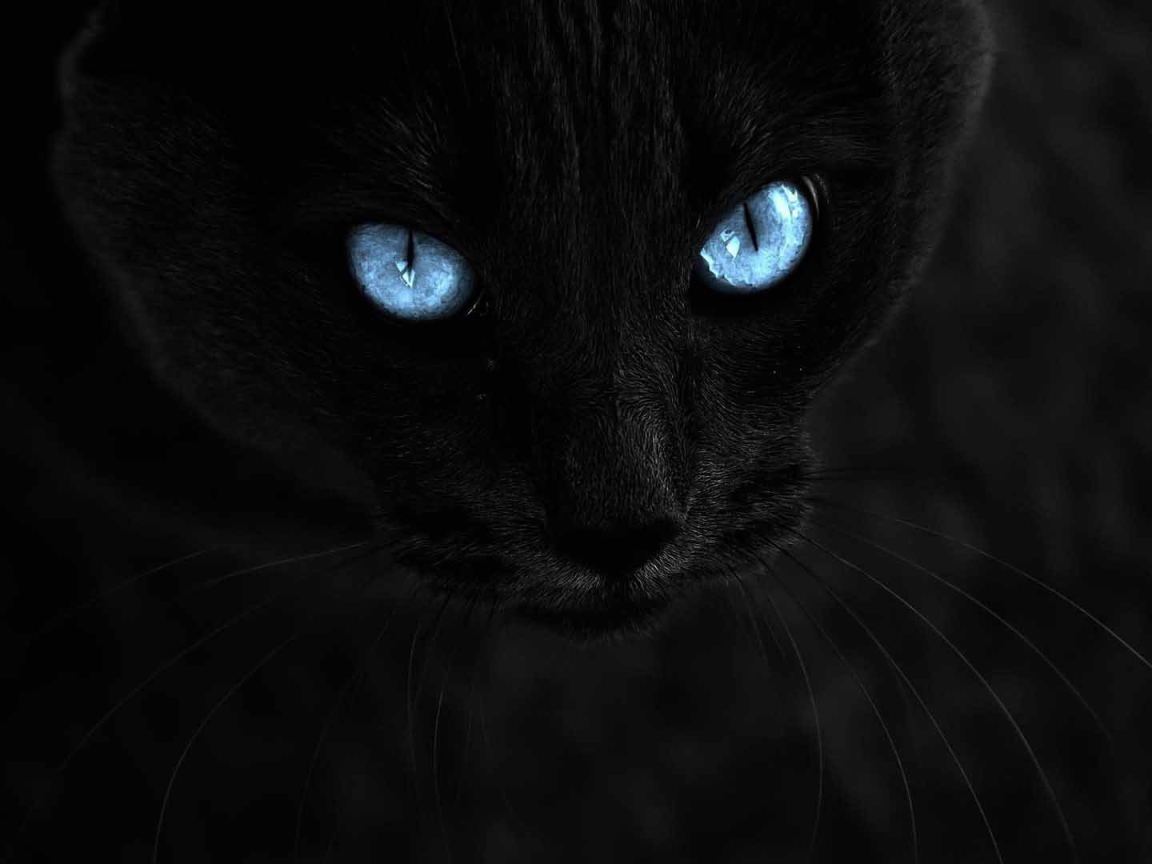 Чёрный кот с голубыми глазами на чёрном фоне