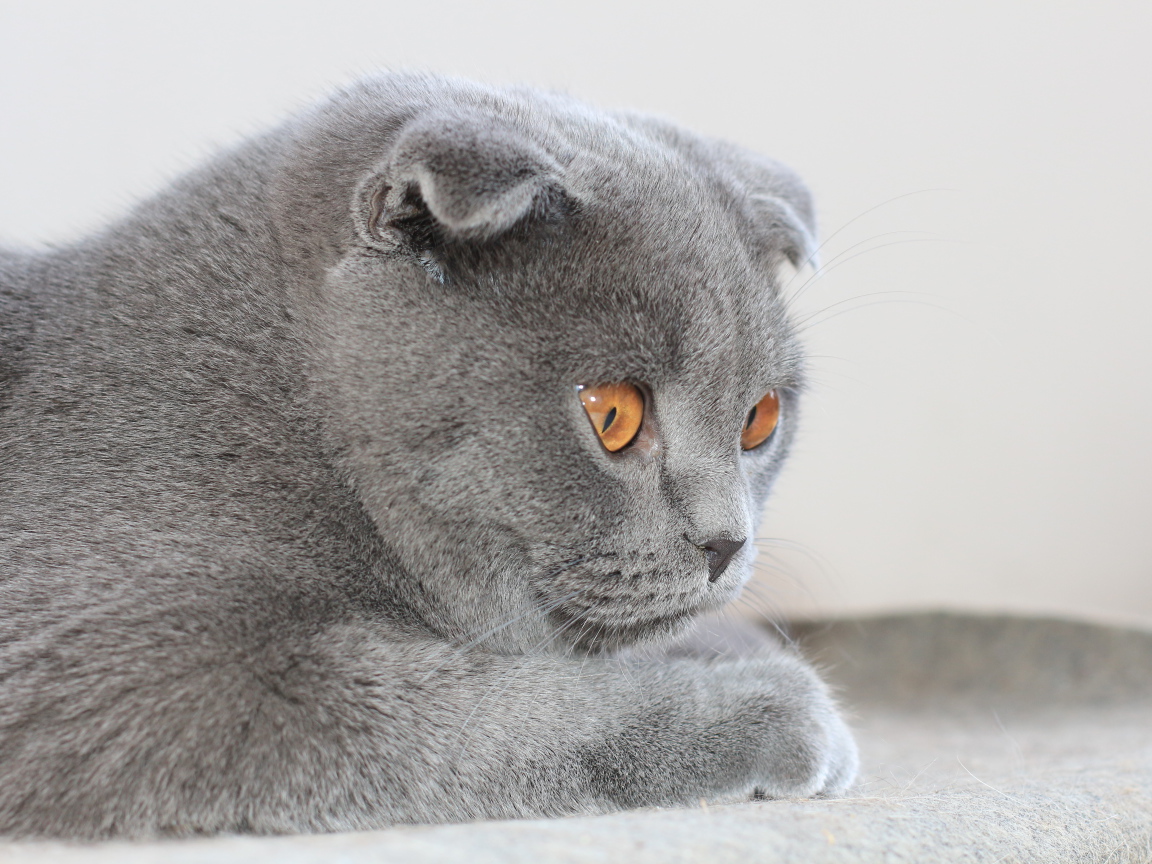 Милый серый шотландский вислоухий кот с карими глазами