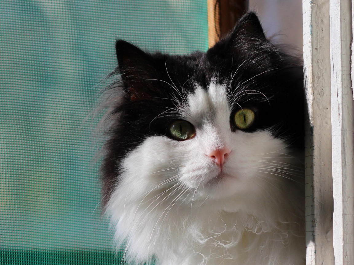 Маленький милый черно-белый кот