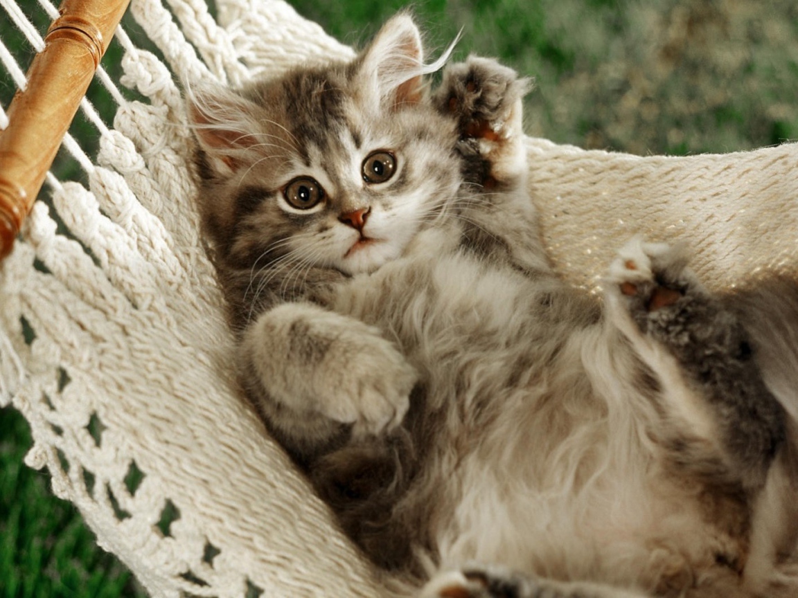 Смешной кот в гамаке