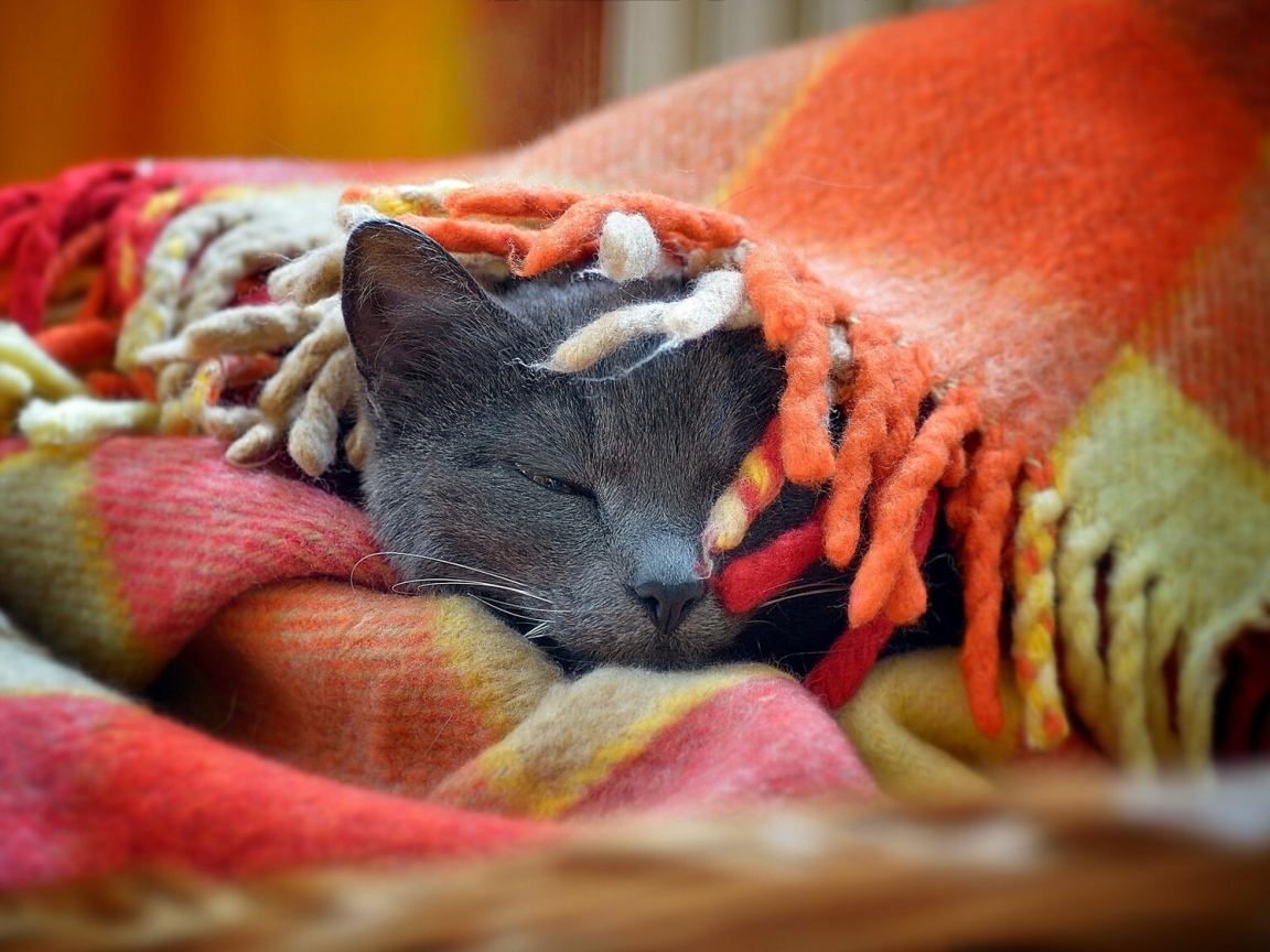 Серый кот греется в покрывале