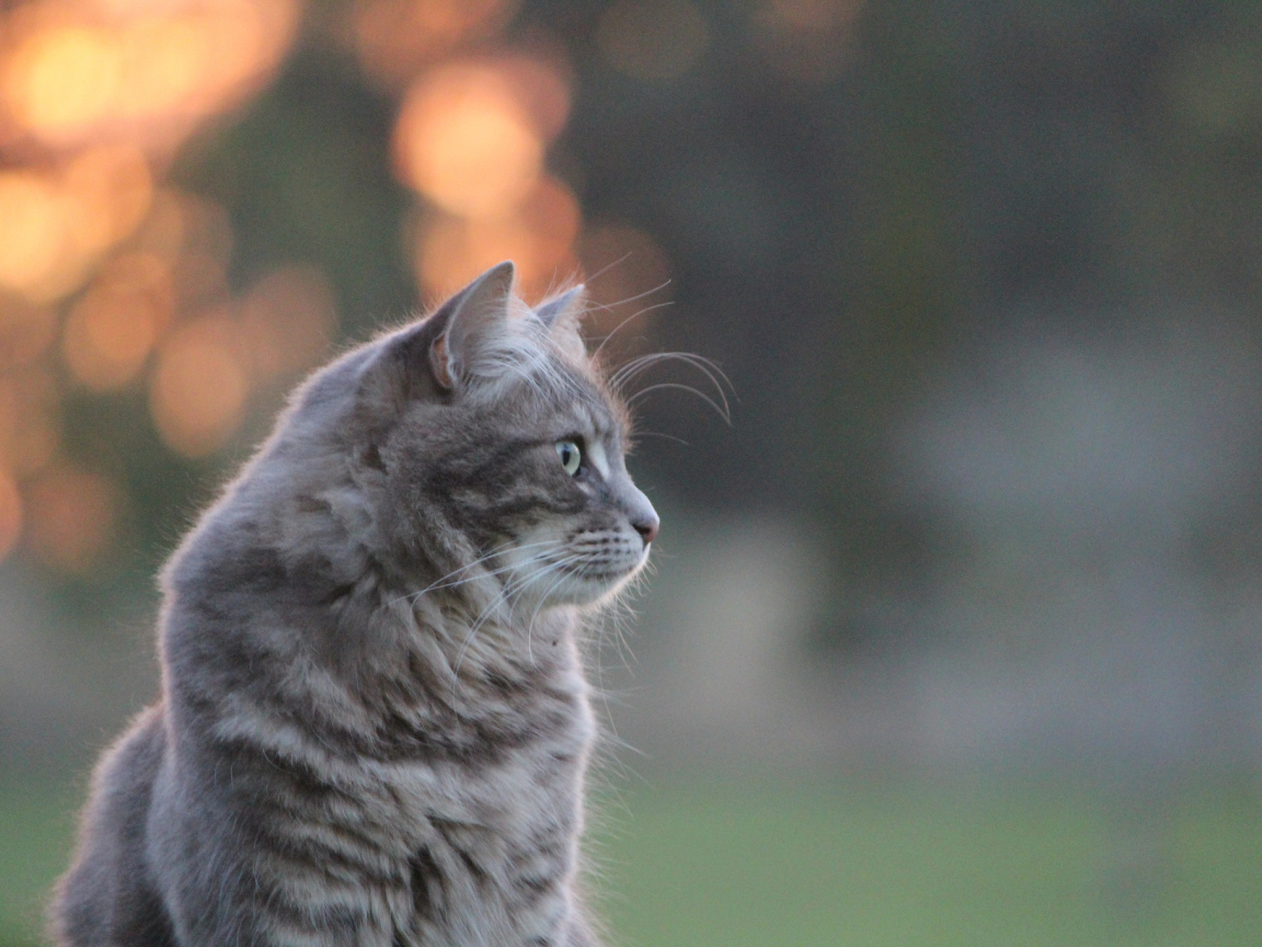 Серый пушистый кот на природе