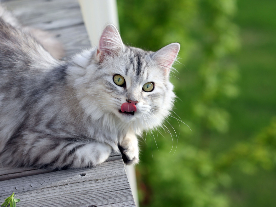 Серый пушистый кот облизался