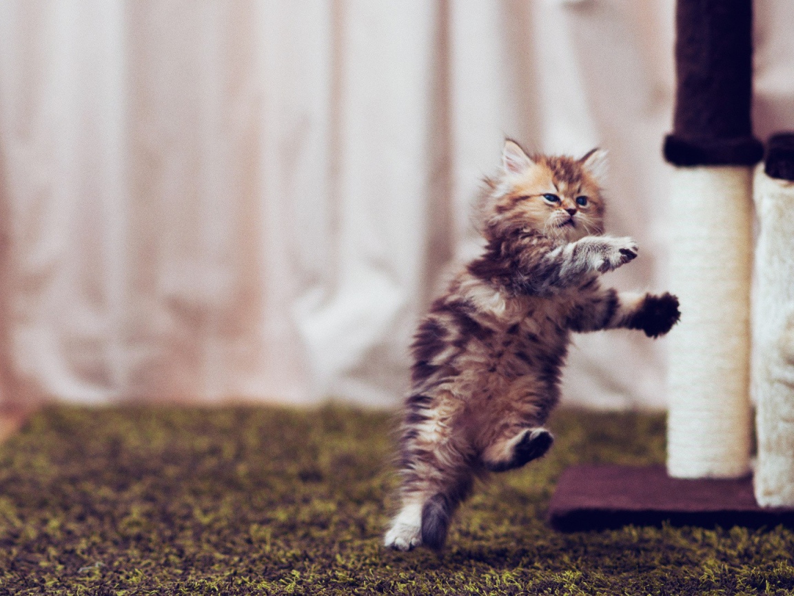 Маленький смешной кот в полёте