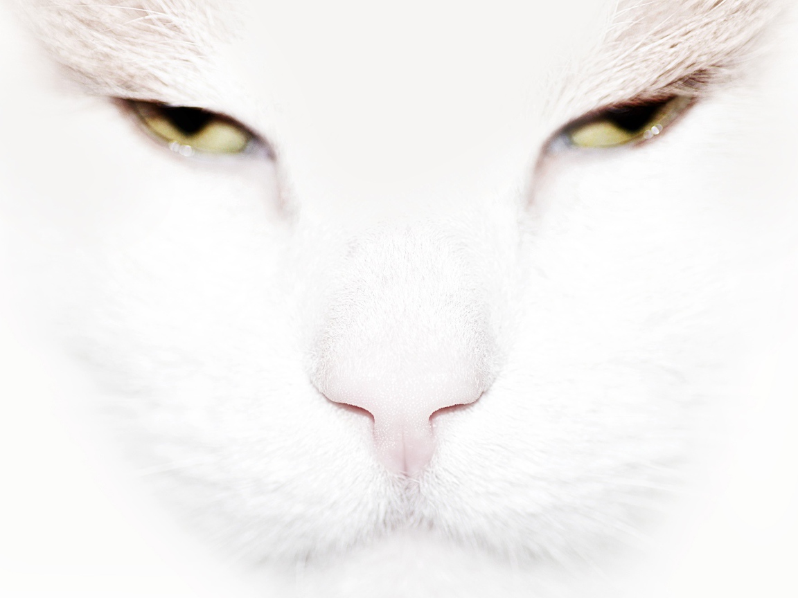 Серьёзный белый кот крупным планом