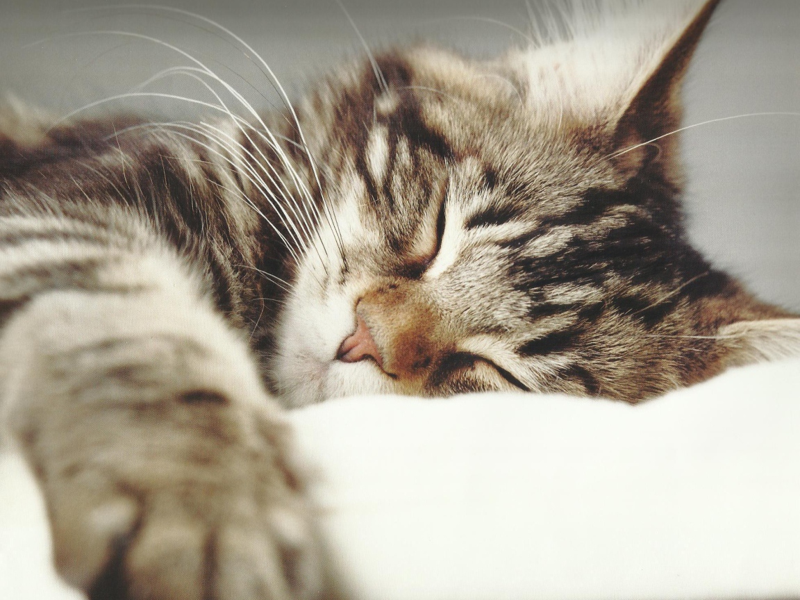 Маленький красивый кот спит