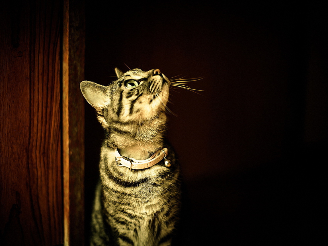 Полосатый кот в ошейнике