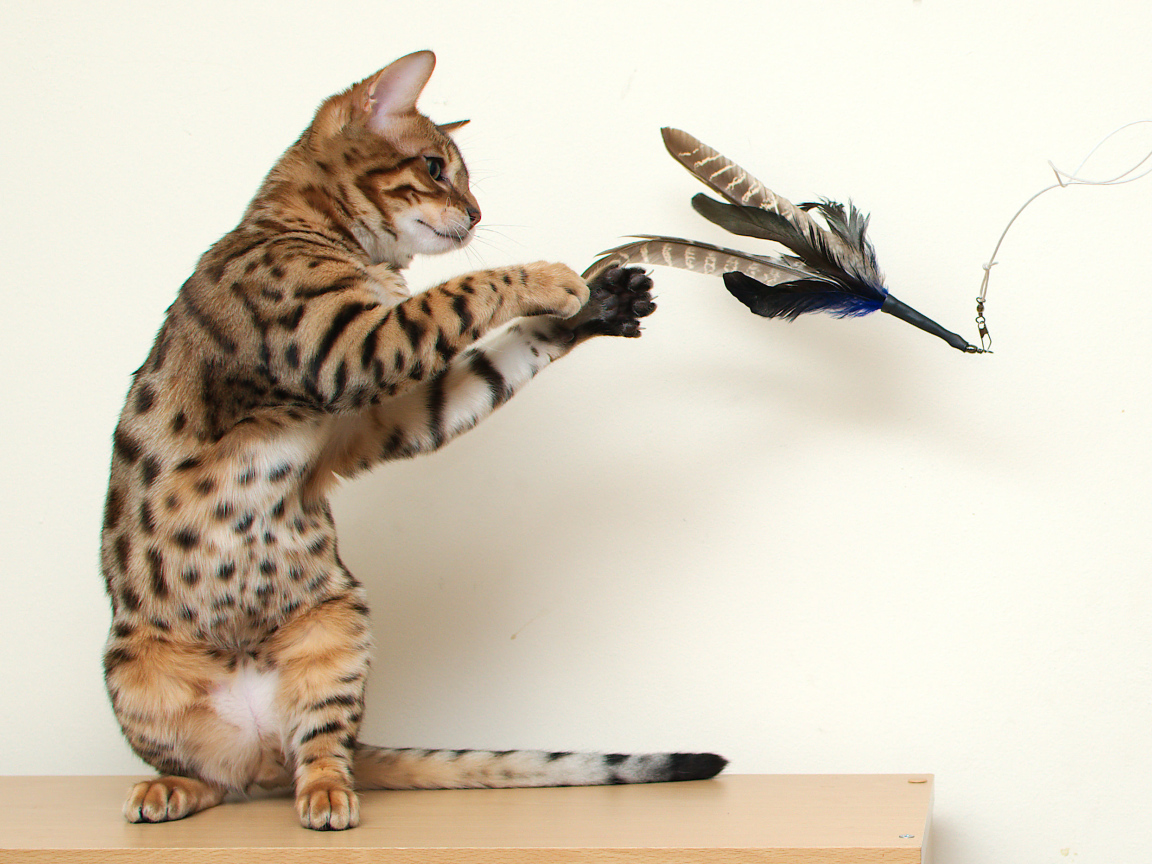 Молодой бенгальский кот играет