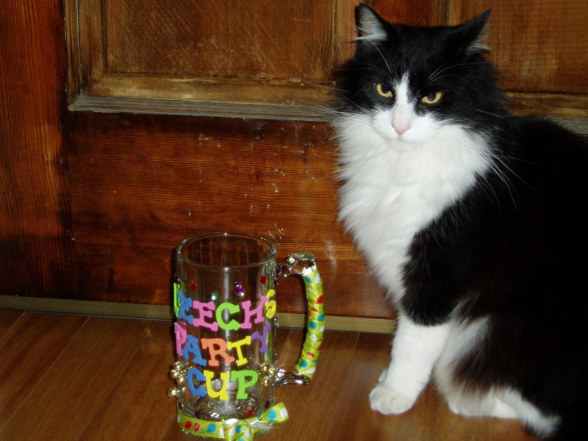 Черно белый кот у кружки