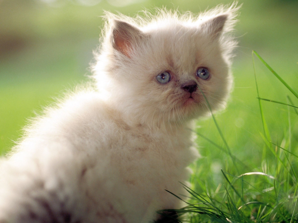 Грустный белый котенок