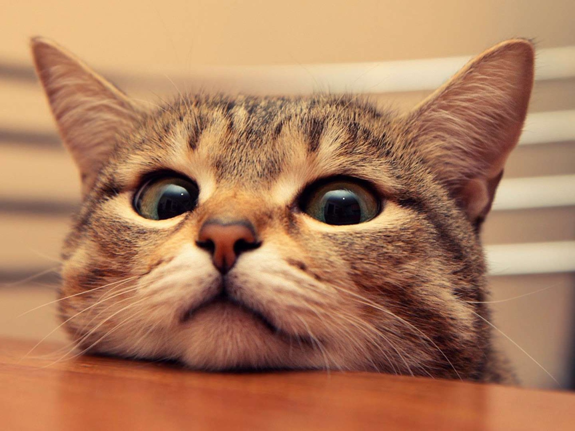 Любопытный кот