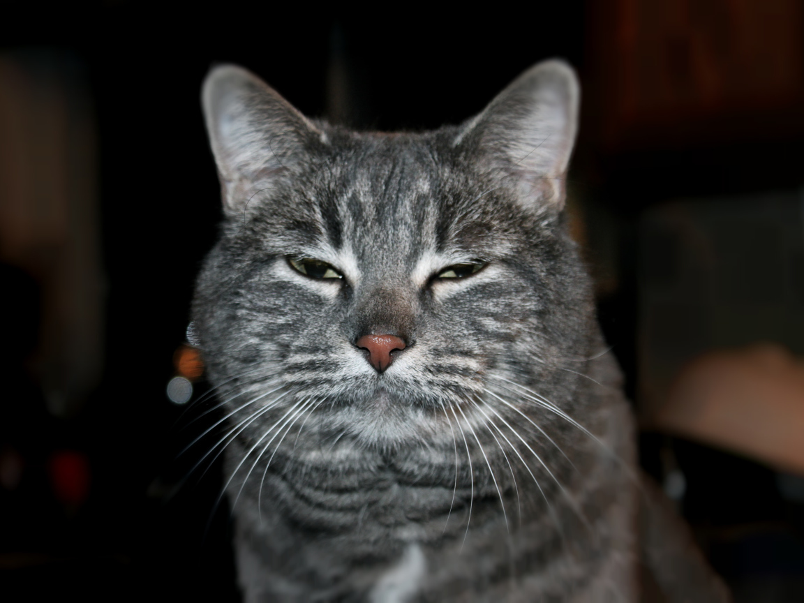 Сонный котик