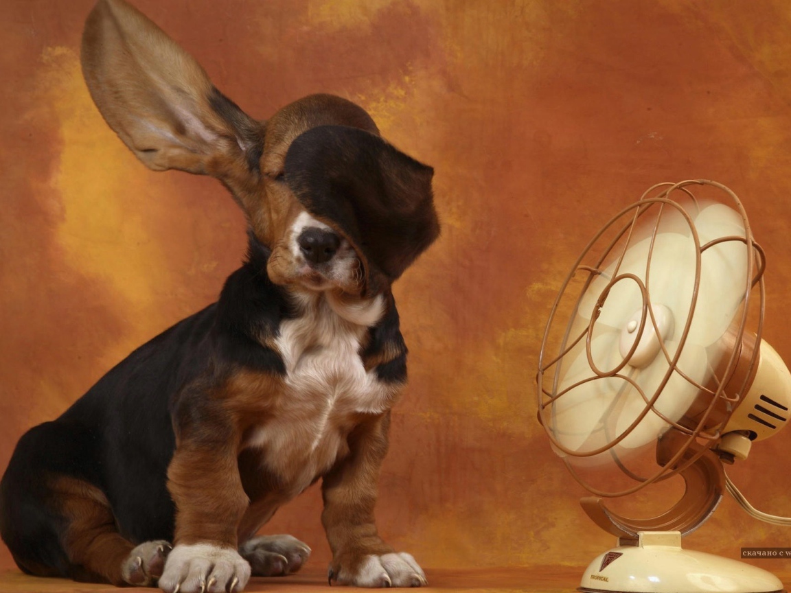 Бассет-хаунд и вентилятор