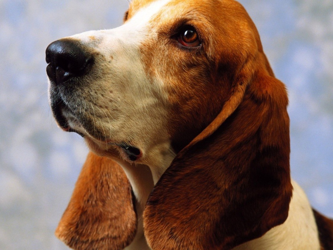 Взрослый бассет-хаунд на голубом фоне