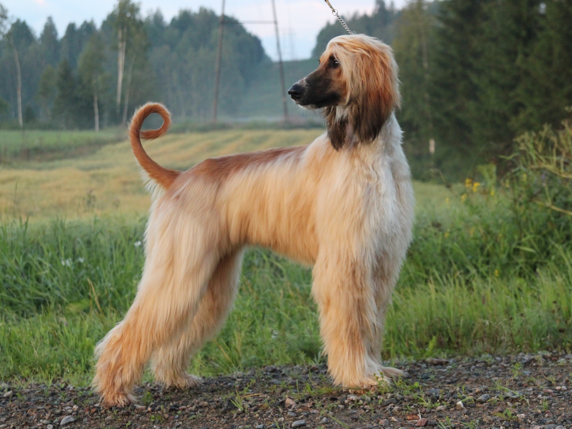 Взрослая красивая афганская борзая