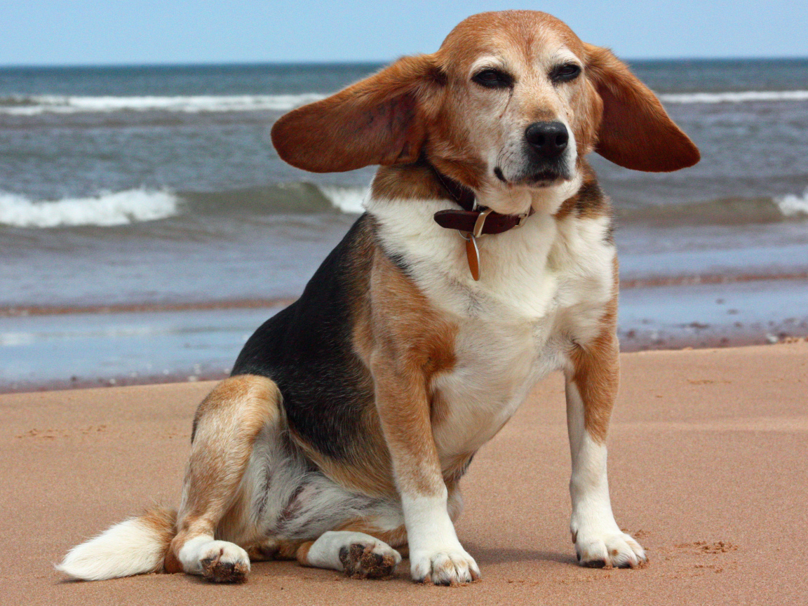 Взрослая смешная собака породы бигль возле моря