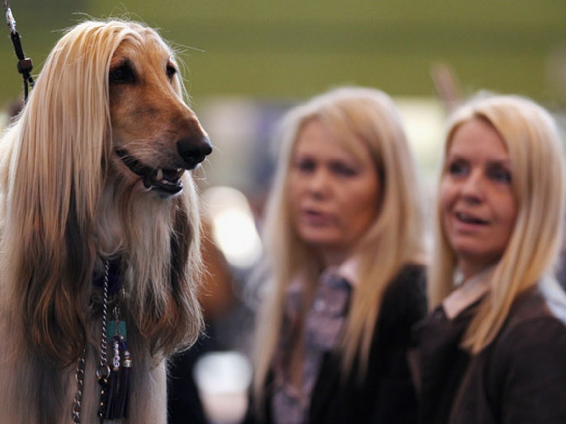 Афганская борзая на фоне девушек