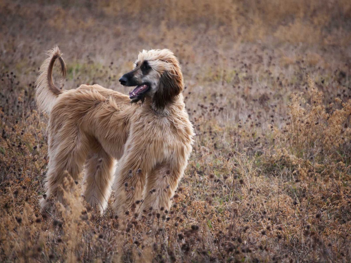 Афганская борзая в засохшей траве