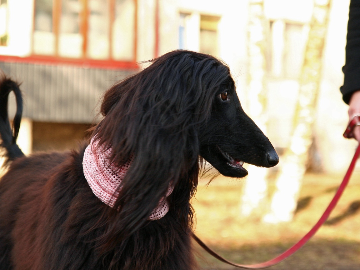 Афганская борзая на прогулке