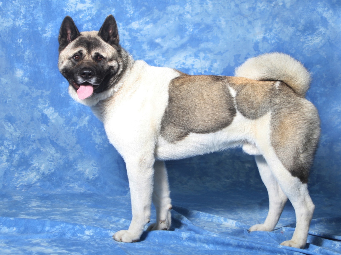 Акита-ину на голубом фоне